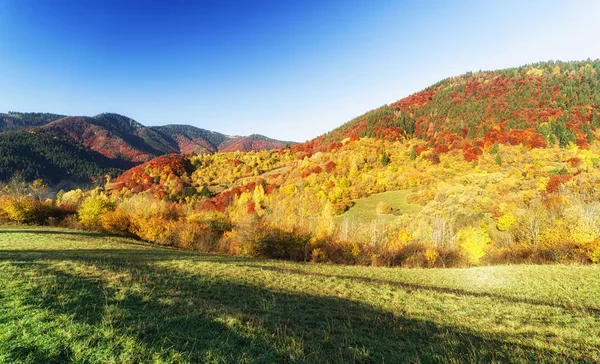 Барвисті осінній ліс — стокове фото