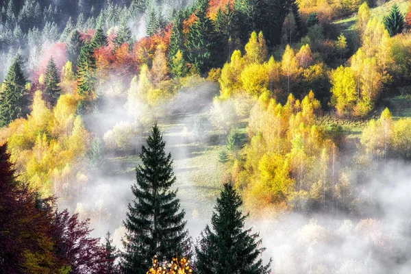 Kleurrijke herfst bos — Stockfoto