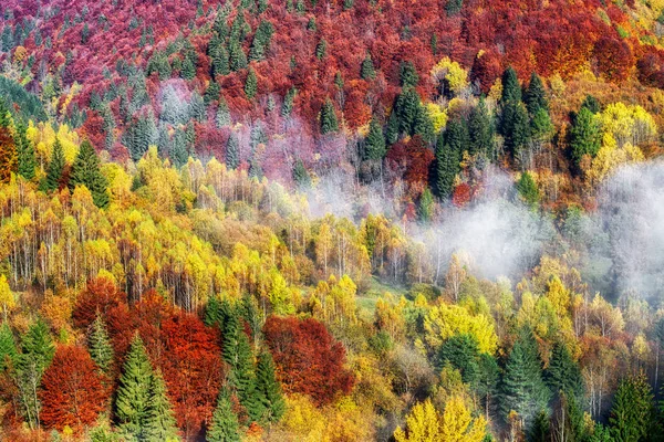 カラフルな秋の森 — ストック写真