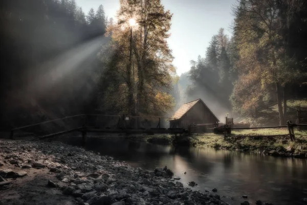 Ηλιακό φως, ομίχλη και δέντρο στο δάσος — Φωτογραφία Αρχείου