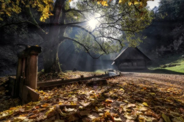 Сонячне світло, туман і дерево в лісі — стокове фото