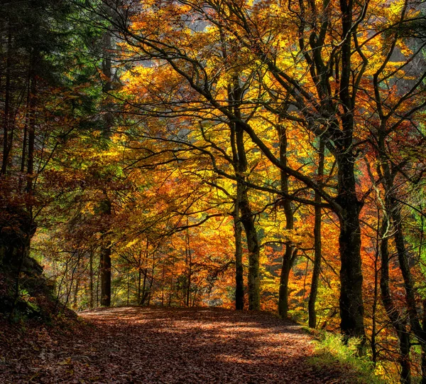 Forêt d'automne colorée — Photo