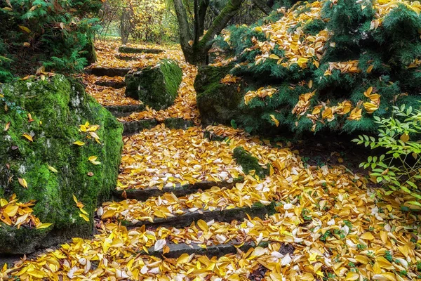 가을 잎 이 땅에 떨어진다 — 스톡 사진