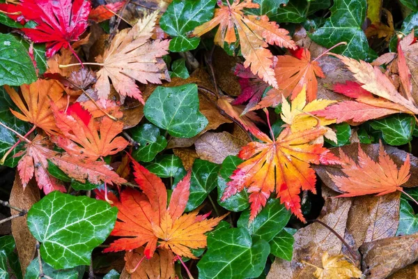 Feuilles d'automne sur le sol — Photo