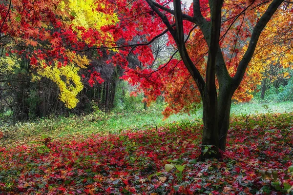 Hojas de otoño en los árboles — Foto de Stock