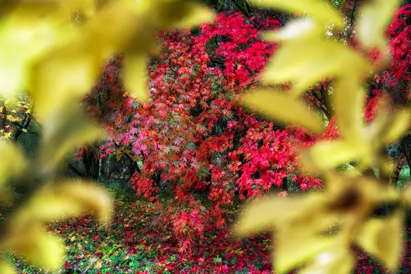 Podzimní listí na stromech — Stock fotografie