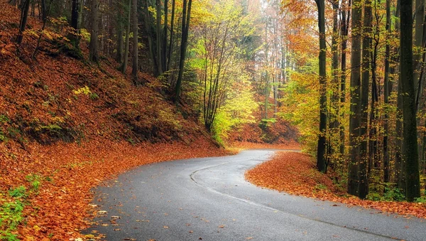 Пустая дорога в осеннем лесу — стоковое фото