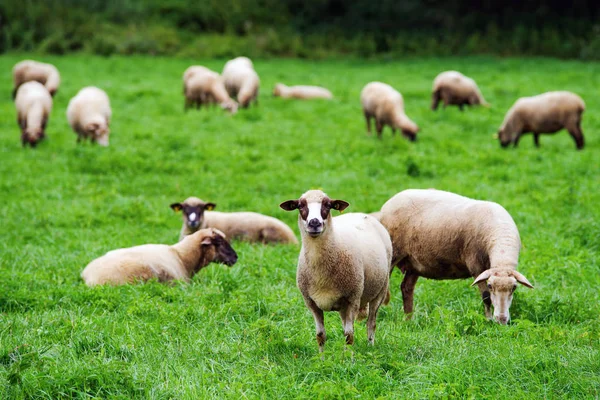 Flock of sheep on green grass — Stock Photo, Image