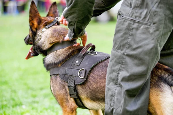 Wolfhound - cão de polícia — Fotografia de Stock