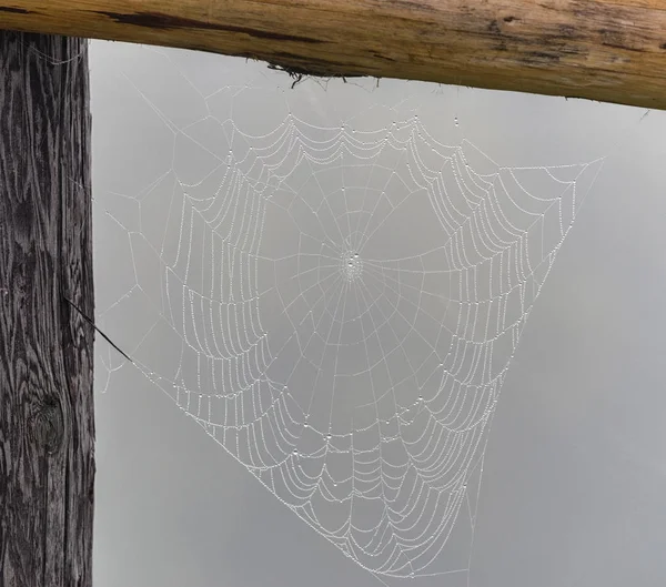 Rocío matutino en telaraña — Foto de Stock