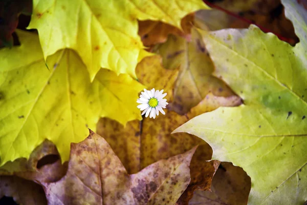 Flor e folhas de outono — Fotografia de Stock