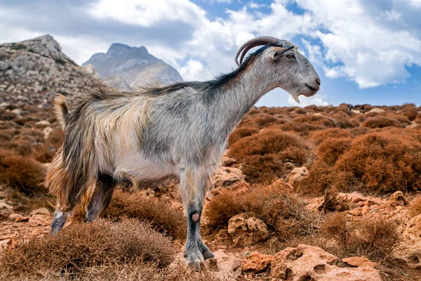 Binnenlandse geit op Kreta, Griekenland — Stockfoto