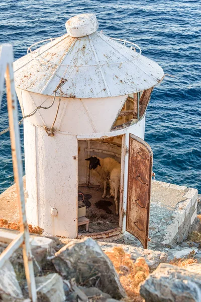 Sheep in lightouse — Stock Photo, Image