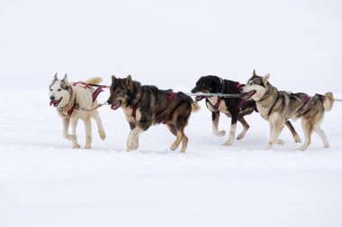 Kızak köpekleri karlı ülkede