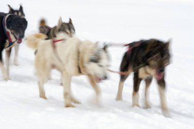 Kızak köpekleri karlı ülkede