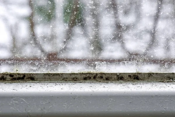 Плесень и грязь на окне — стоковое фото