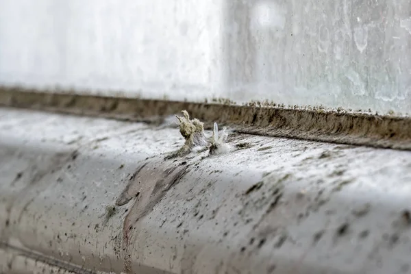 Muffa e sporcizia sulla finestra — Foto Stock