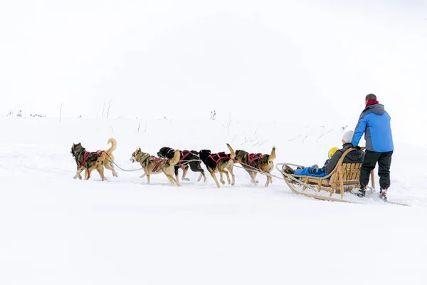 Беговые Собаки Заснеженной Зимней Стране Мушерная Собачья Команда — стоковое фото