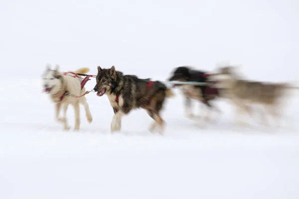 Cani da slitta nel paese innevato — Foto Stock