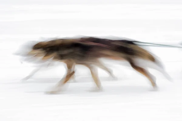 Honden Van Slee Winter Van Besneeuwde Land Musher Dogteam — Stockfoto
