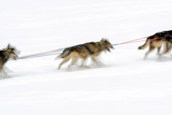 Honden Van Slee Winter Van Besneeuwde Land Musher Dogteam — Stockfoto