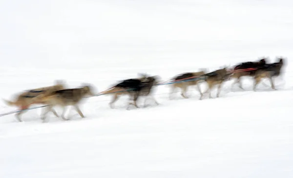 Sledge Cães País Inverno Nevado Musher Dogteam — Fotografia de Stock