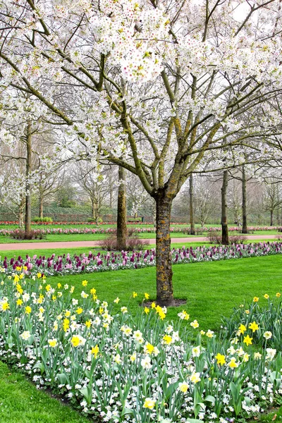 Schöner Frühlingsgarten mit Kirschbaum — Stockfoto