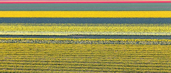 Lot de fleurs à Pays-Bas — Photo