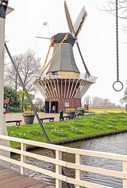 荷兰的风车和花卉 — 图库照片
