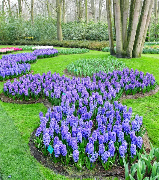 Flor de Colorfu no jardim da primavera. Kekenhof - Países Baixos — Fotografia de Stock