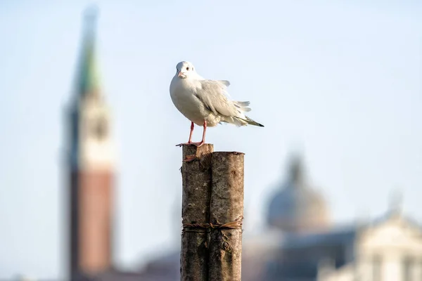 Seagull in Venice — Stock Photo, Image