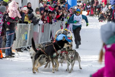 Kızak köpek yarışı Zuberec, Slovakya