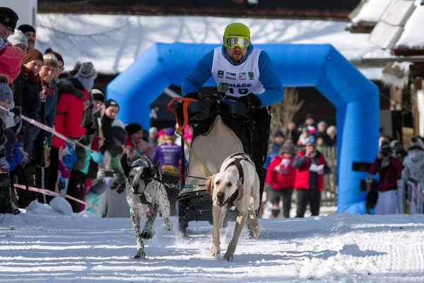 Carrera de trineos en Zuberec, Eslovaquia — Foto de Stock