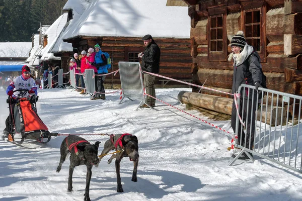 Corrida de cães de trenó em Zuberec, Eslováquia — Fotografia de Stock