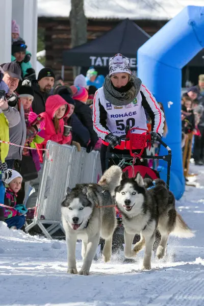 Carrera de trineos en Zuberec, Eslovaquia — Foto de Stock