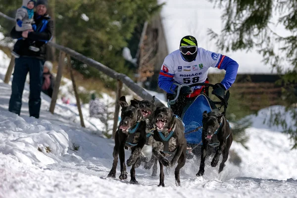 Corrida de cães de trenó em Zuberec, Eslováquia — Fotografia de Stock