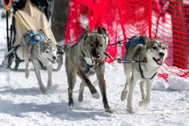 Kızak köpek yarışı Zuberec, Slovakya