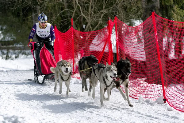 Corrida de cães de trenó em Zuberec, Eslováquia — Fotografia de Stock