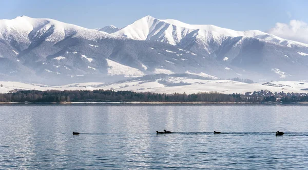 Birds on lake and mountains at background, Slovakia — Stock Photo, Image