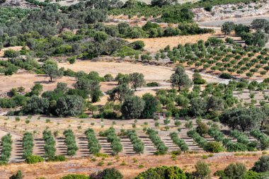 Zeytin ağaçları sahada
