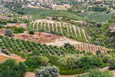 Zeytin ağaçları sahada