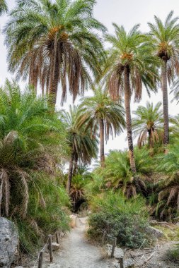 Palmiye ağaçları orman