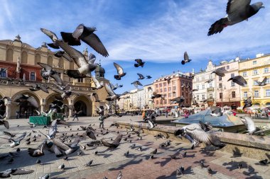 Pigeon's akın, Krakow, Polonya