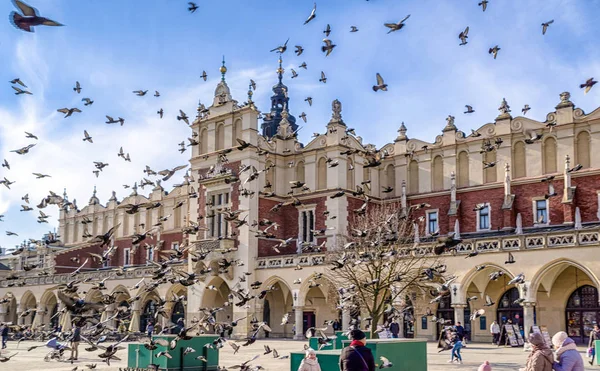 Pigeon's flock in Krakow, Poland — Stock Photo, Image