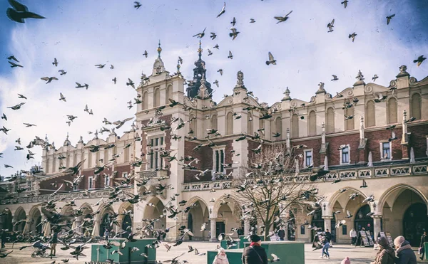 Rebanho de pombos em Cracóvia, Polonia — Fotografia de Stock