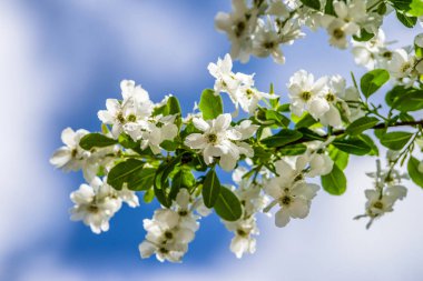 beyaz çiçek çiçeklenme