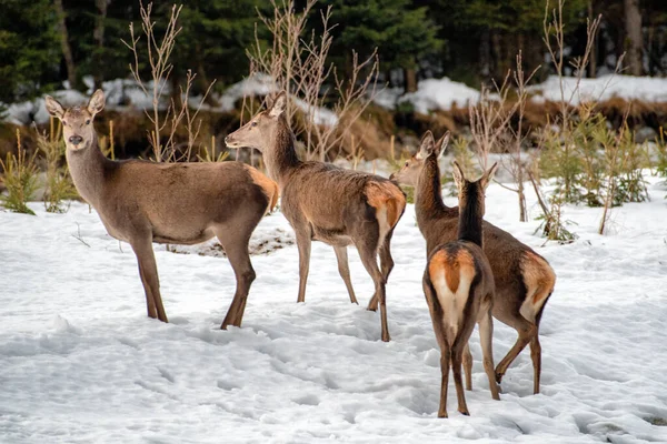 Herd of deer — Stock Photo, Image