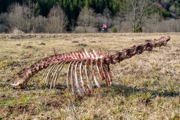 Skelett Ett Rådjur Cyklist Vid Bakgrunden Lubochnianska Dalen Slovakien — Stockfoto