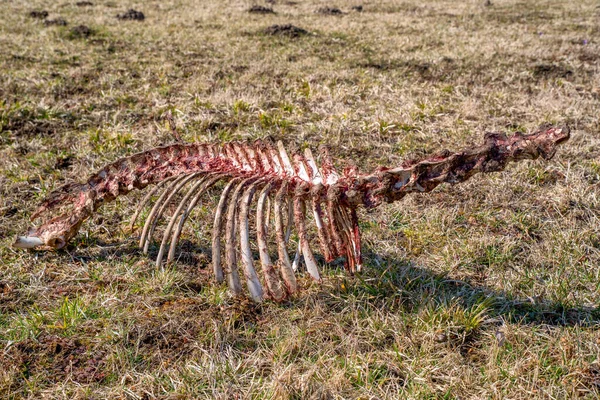 Comió Cadáver Ciervo Por Lobos Salvajes Hierba — Foto de Stock