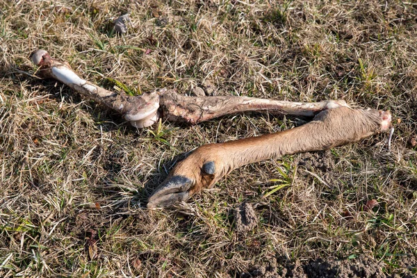 Pierna Con Pezuña Paloma Muerta — Foto de Stock